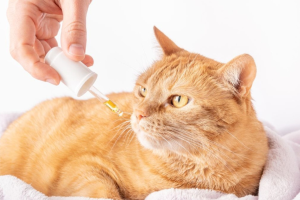 a hand pouring a dropper onto a cat's face