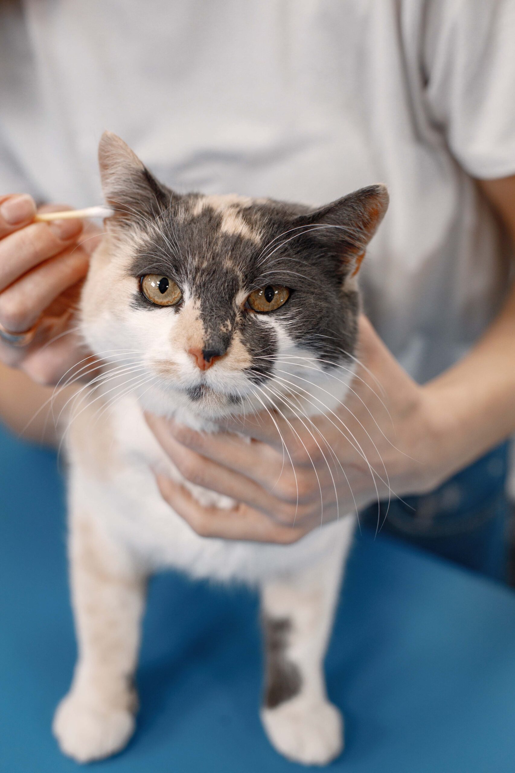 a person brushing a cat's ear