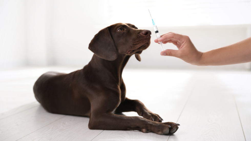 holding a syringe next to a dog